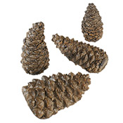 Wilderness Pine Cones 4 Assorted Sizes - Peterson Real Fyre